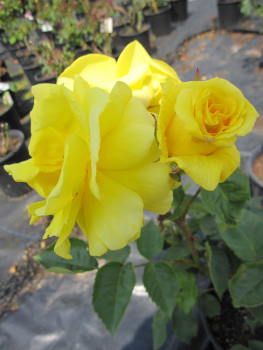 Rosa Golden Delight